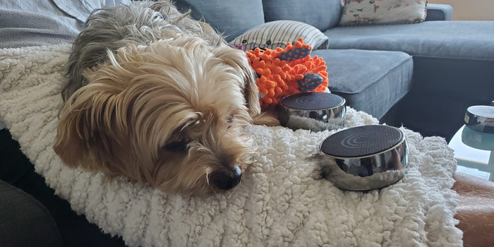 QUESTION: Can I use n.o.w. with my animals? - Alene Sibley